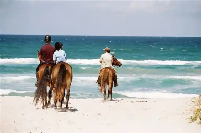 Coastal Beach Horse Riding on Pearly Beach